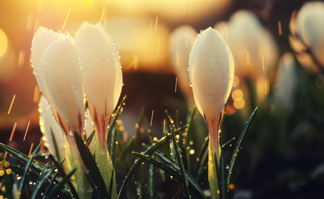 江苏成人高考南京大学：专业选择指南及备考策略