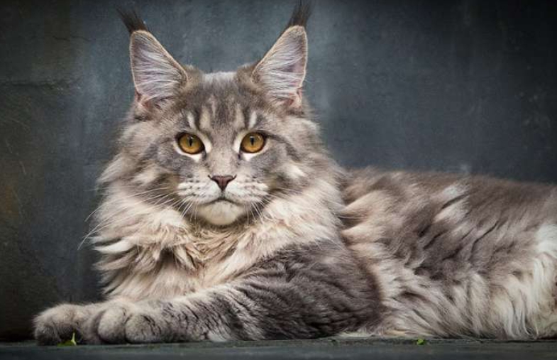 【2024年江苏成考】苏州健雄成考大专入学考试科目一览