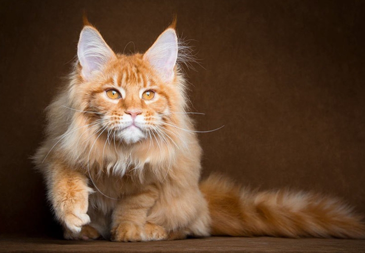 2024年苏州健雄职业技术学院成人高考大专报名时间安排