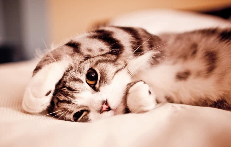 如何准备2024年江苏科技大学成人高考入学考试