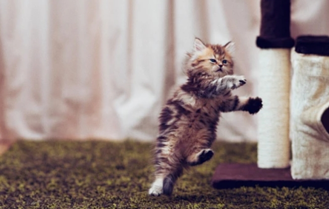 2024年连云港师范成人高考大专报名时间安排