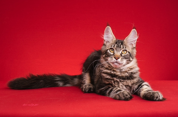 2024年连云港师范成人高考大专报名时间安排及报名要求