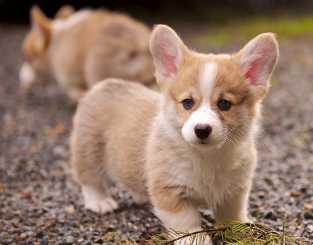 2024年江苏成人高考报名方式：网上报名与现场确认攻略