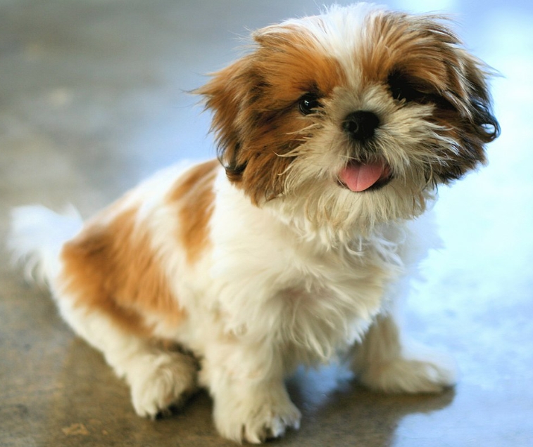 2024年江苏成人高考南通大学本科的学制及相关信息